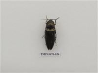 藏品(叩頭蟲(1))的圖片